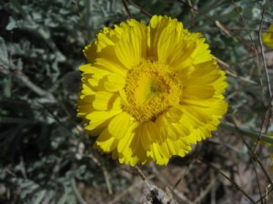 desertmarigold2